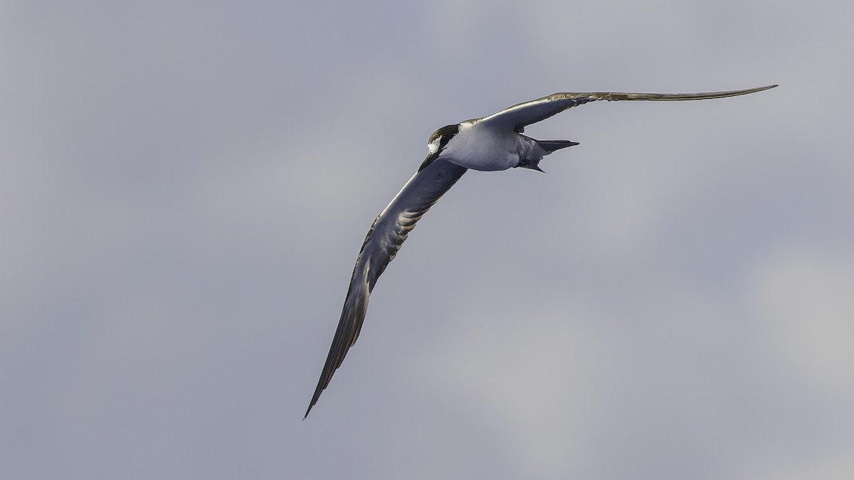 שחפית כהה - ML646606228