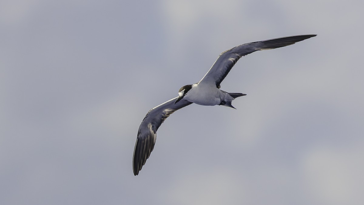 שחפית כהה - ML646606229