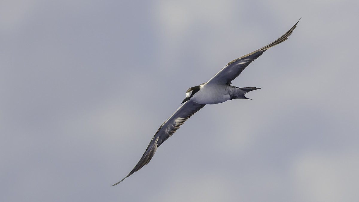 שחפית כהה - ML646606230