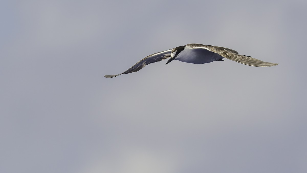 שחפית כהה - ML646606231