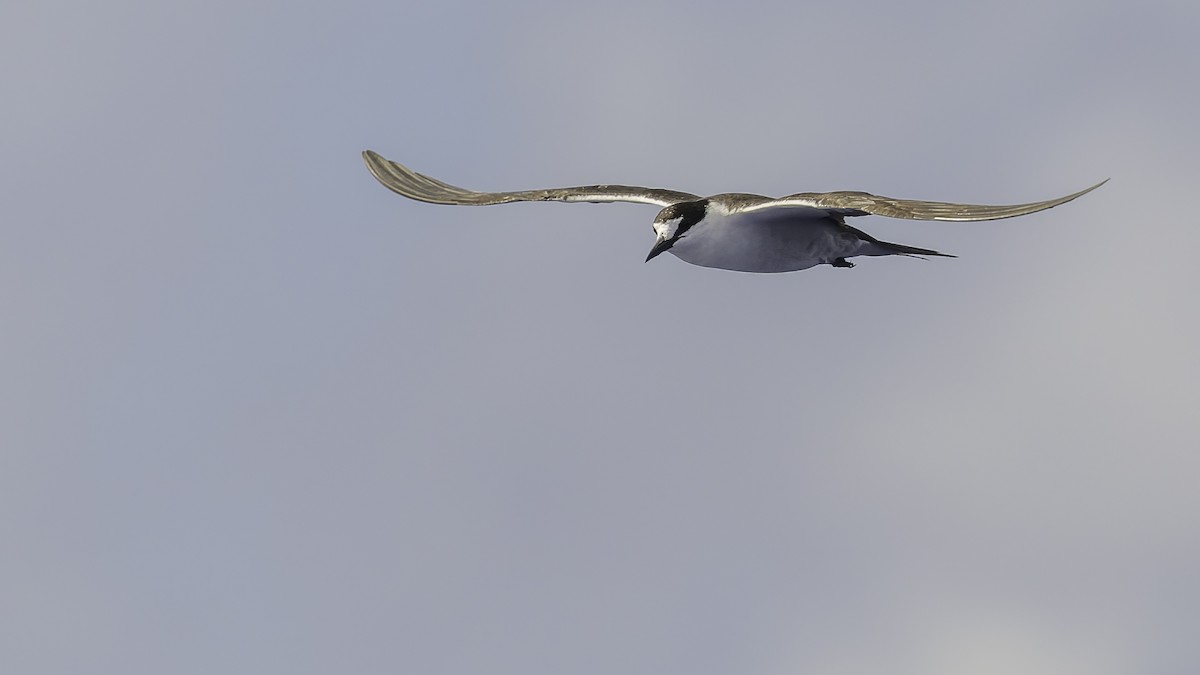 שחפית כהה - ML646606232