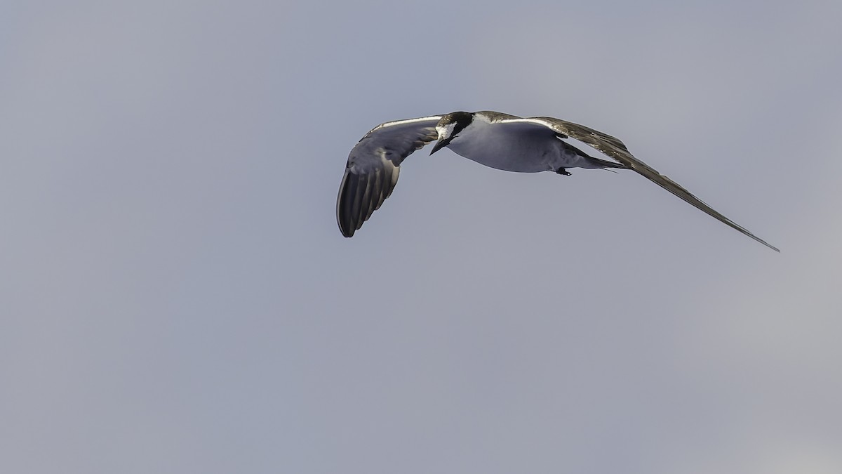 שחפית כהה - ML646606233