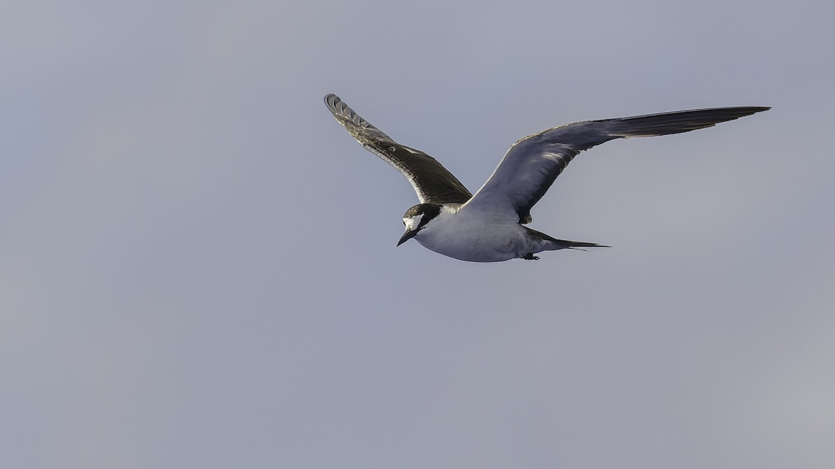 שחפית כהה - ML646606234