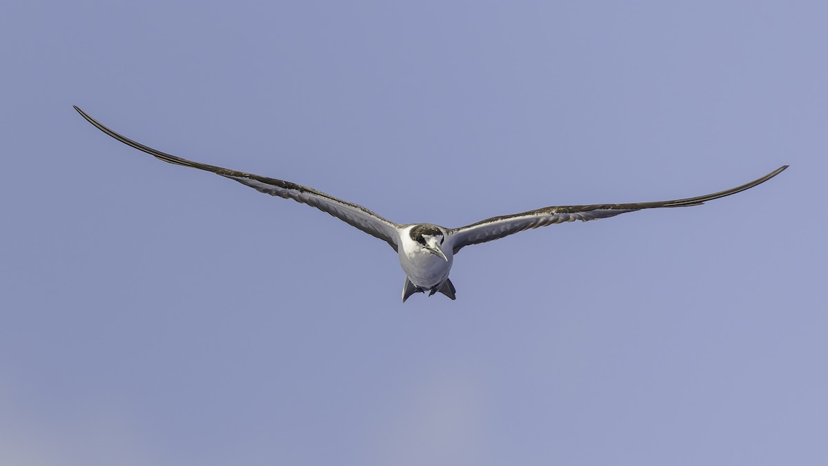 שחפית כהה - ML646606235