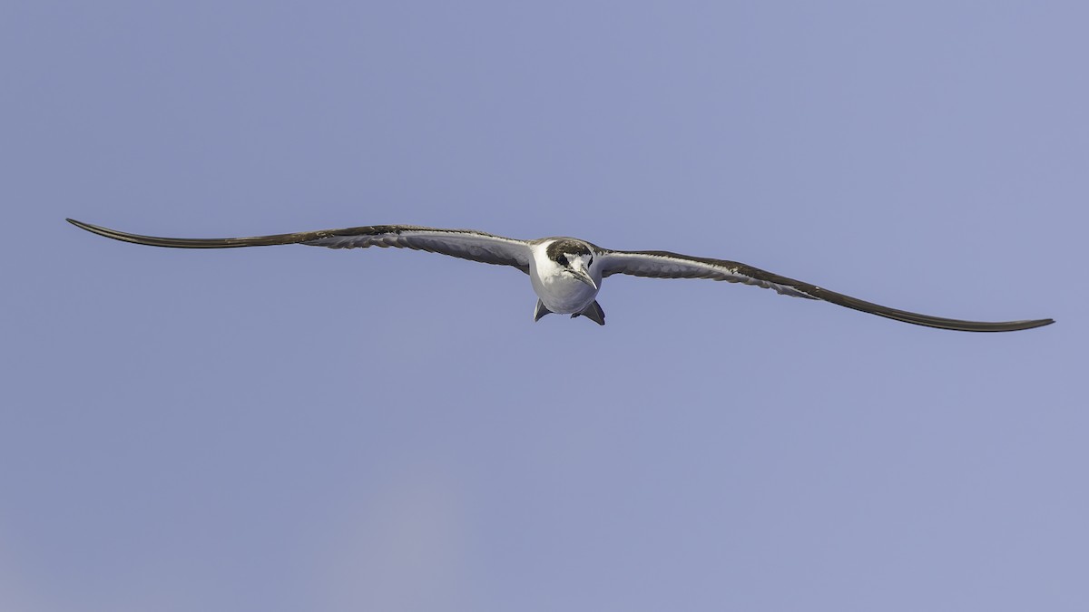 שחפית כהה - ML646606236