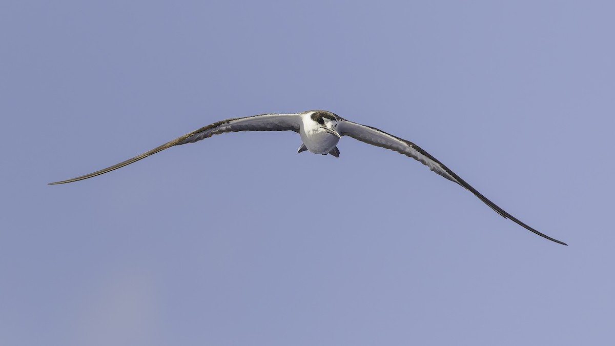 שחפית כהה - ML646606237
