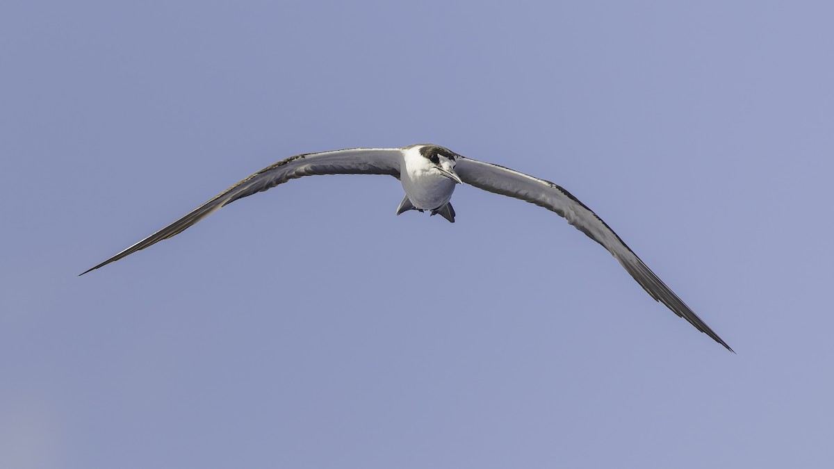 שחפית כהה - ML646606238