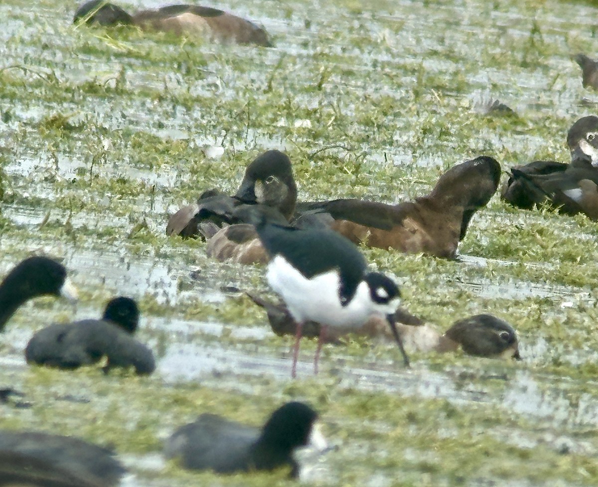 Cigüeñuela Cuellinegra - ML646606239