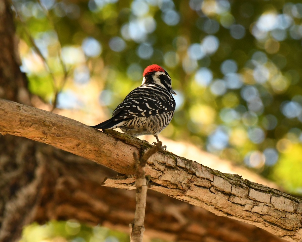 Nuttall's Woodpecker - ML646606240