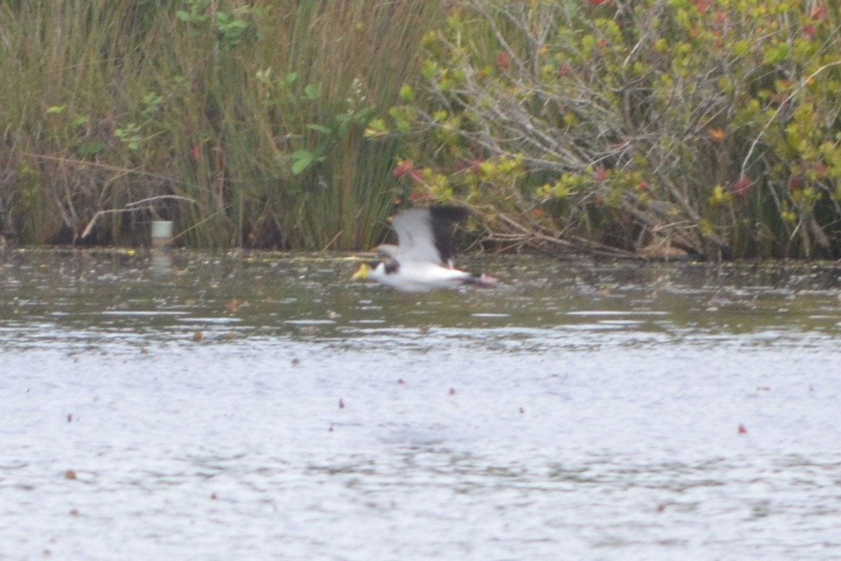 čejka australská - ML646606241