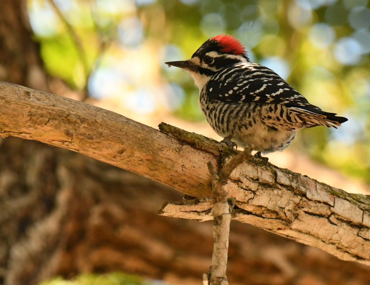 Nuttall's Woodpecker - ML646606242