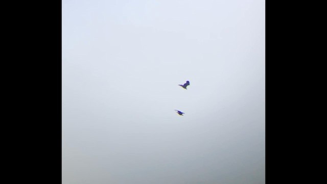 Bald Eagle - ML646606244