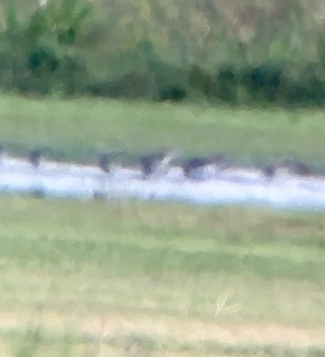 Agujeta Escolopácea - ML646606245