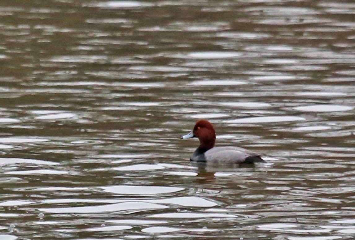 アメリカホシハジロ - ML646606246