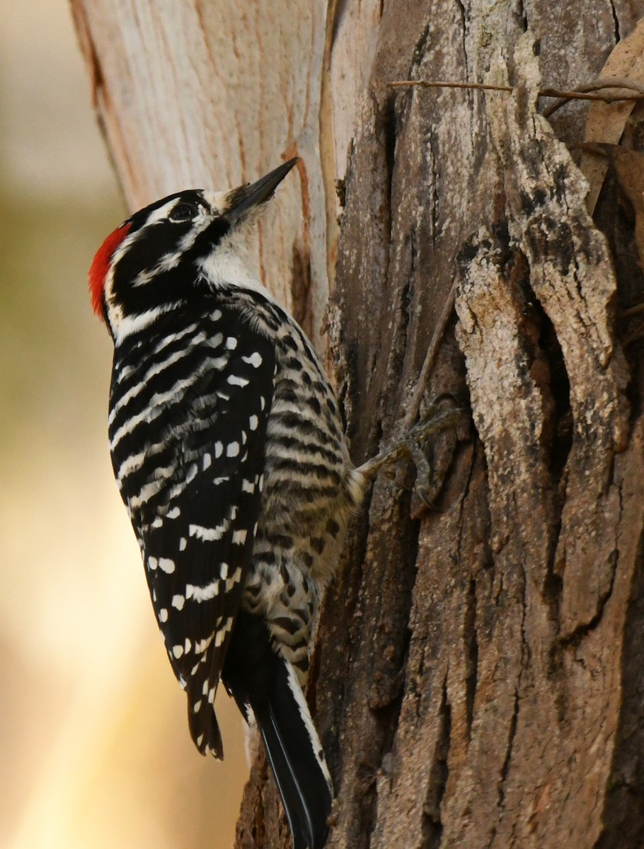 Nuttall's Woodpecker - ML646606247
