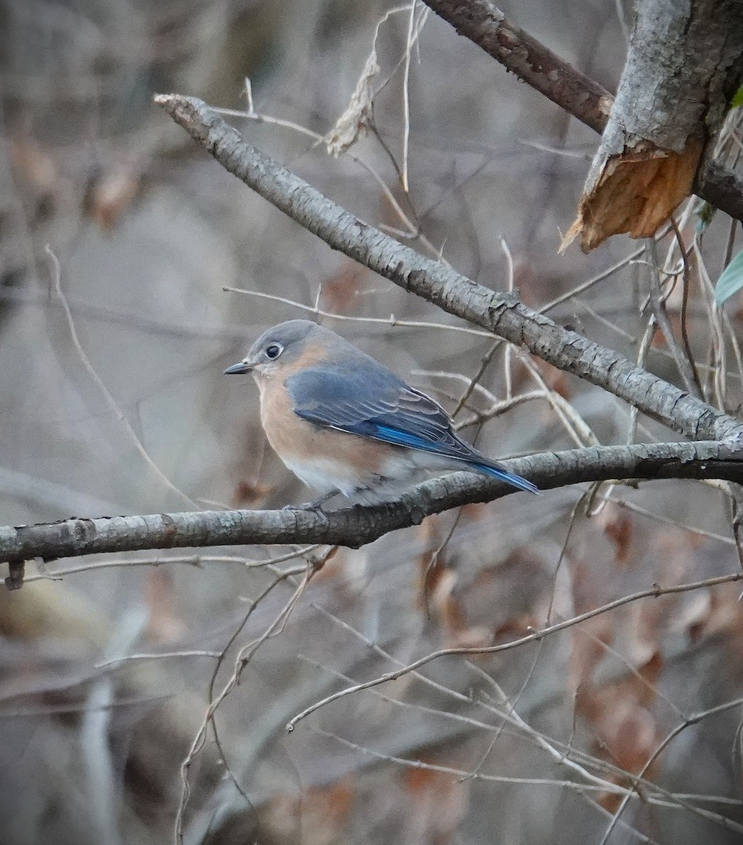 Eastern Bluebird - ML646606248