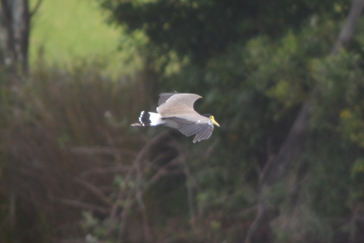 čejka australská - ML646606249