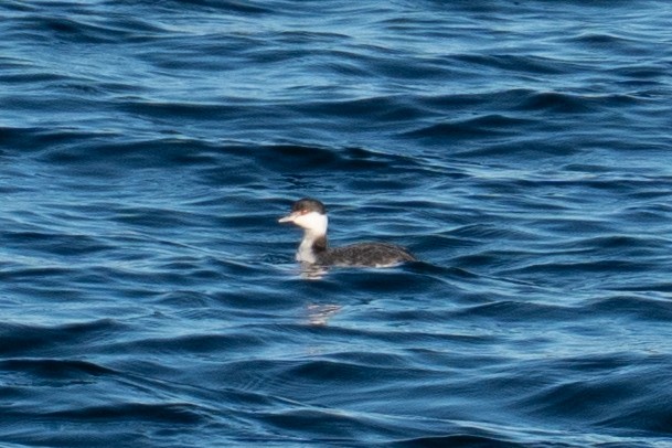 Horned Grebe - ML646606250
