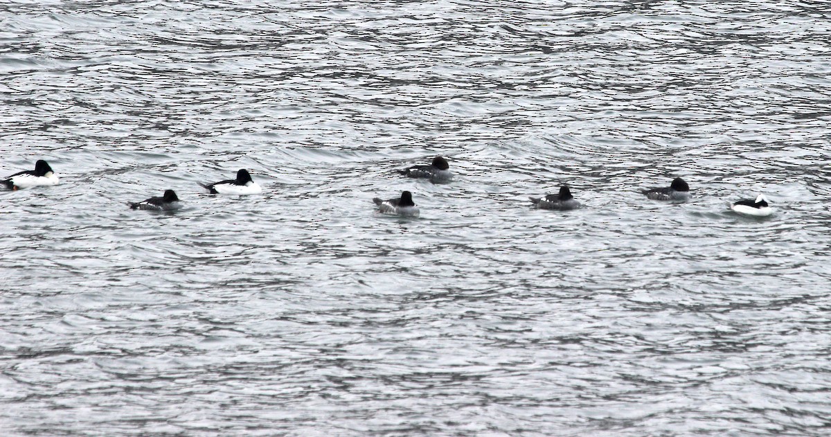 Common Goldeneye - ML646606252