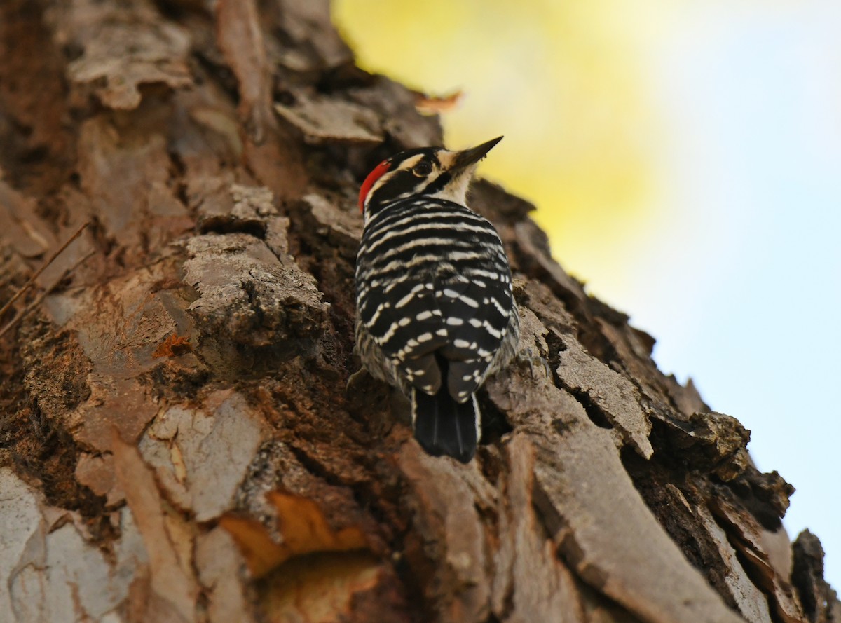 Nuttall's Woodpecker - ML646606253