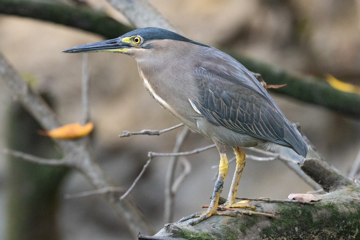 Little Heron - ML646606254
