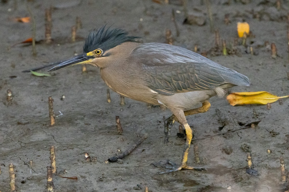 Little Heron - ML646606255