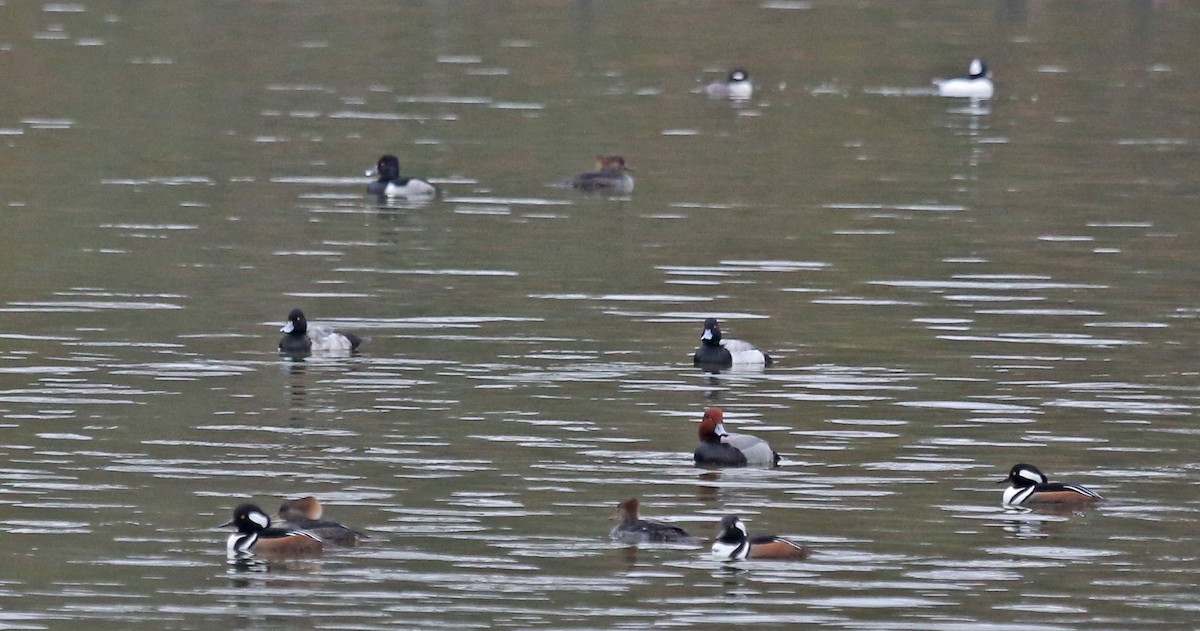 スズガモ／コスズガモ - ML646606256