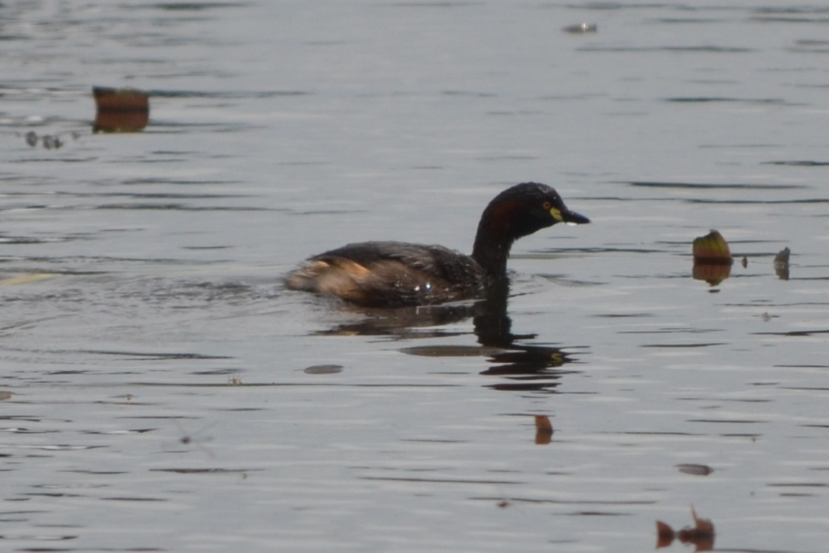 Australasian Grebe - ML646606257