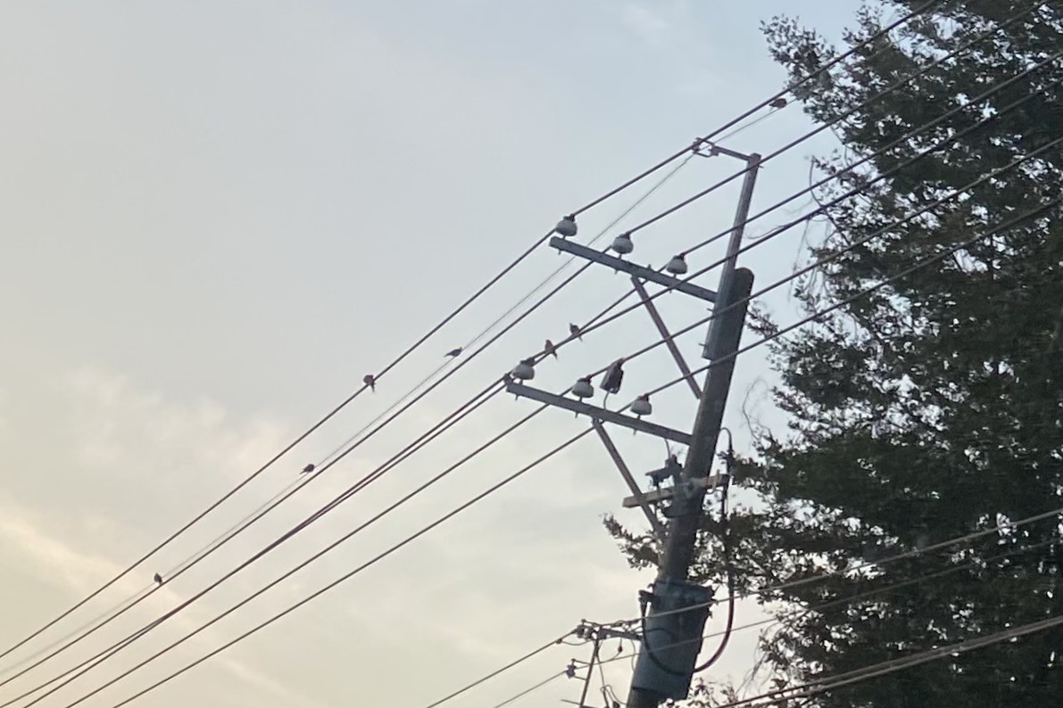 Китайская горлица - ML646606259