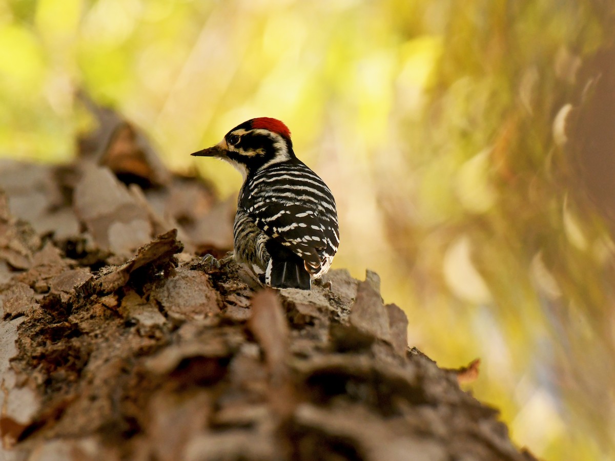 Nuttall's Woodpecker - ML646606260