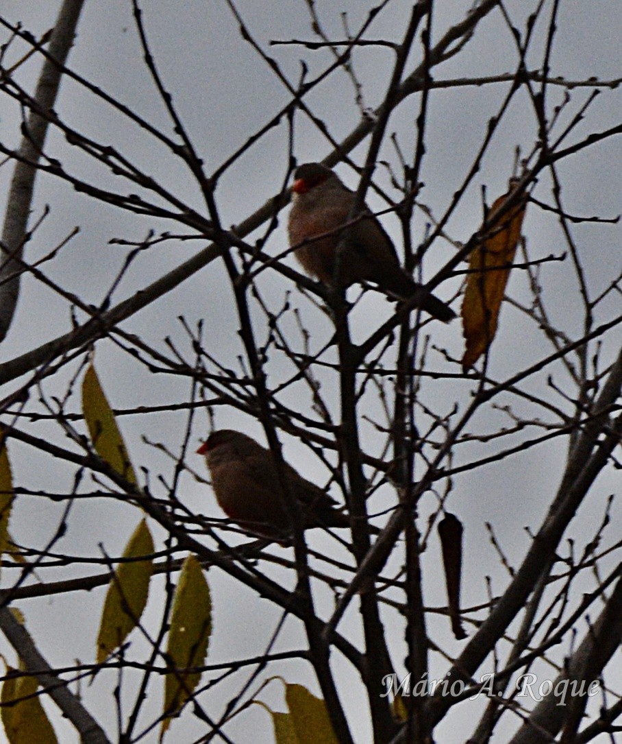 astrild vlnkovaný - ML646606262