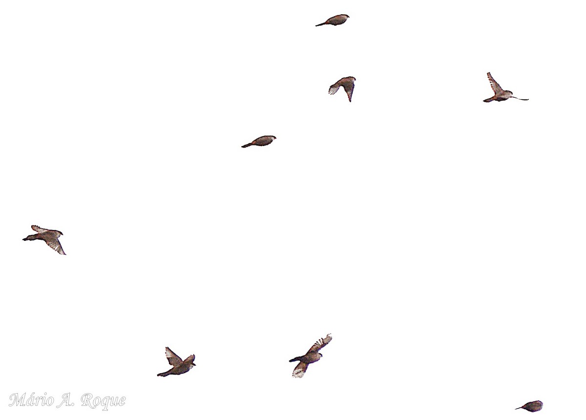 astrild vlnkovaný - ML646606263