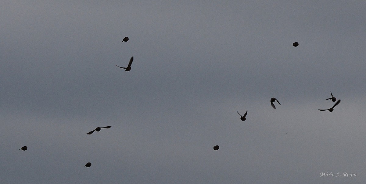 astrild vlnkovaný - ML646606264