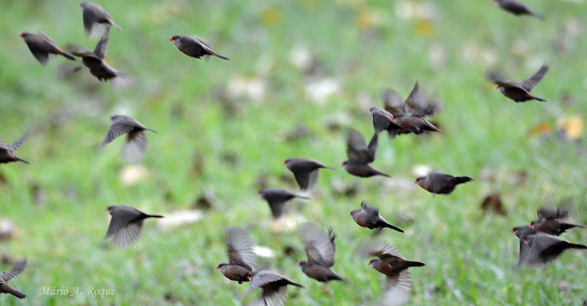 astrild vlnkovaný - ML646606265