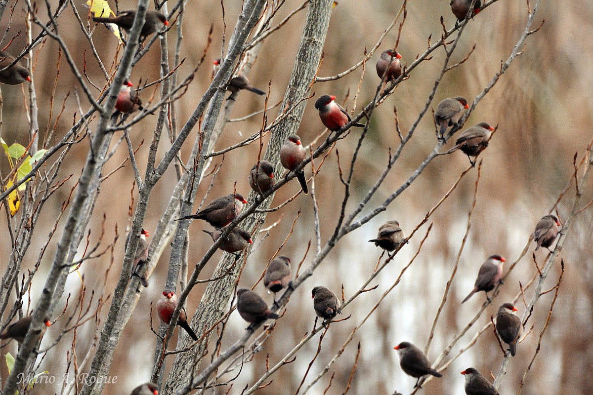 astrild vlnkovaný - ML646606266