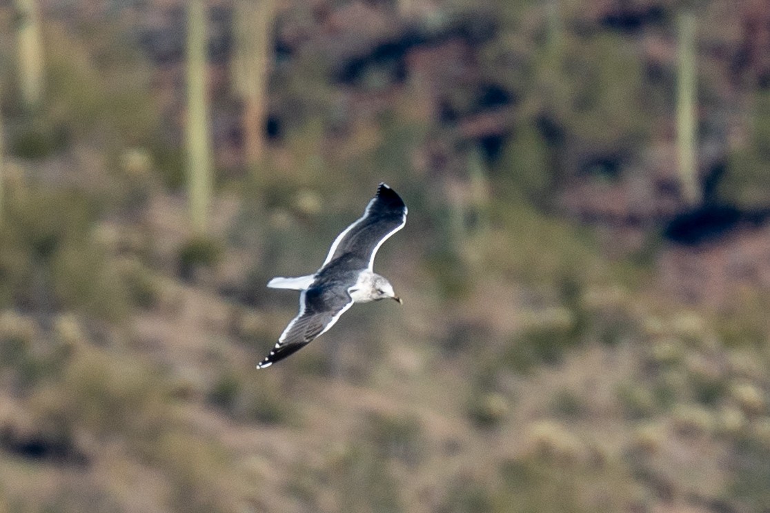 Zafferano - ML646606267