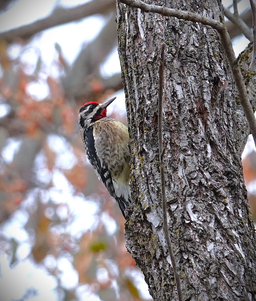 Yellow-bellied Sapsucker - ML646606268