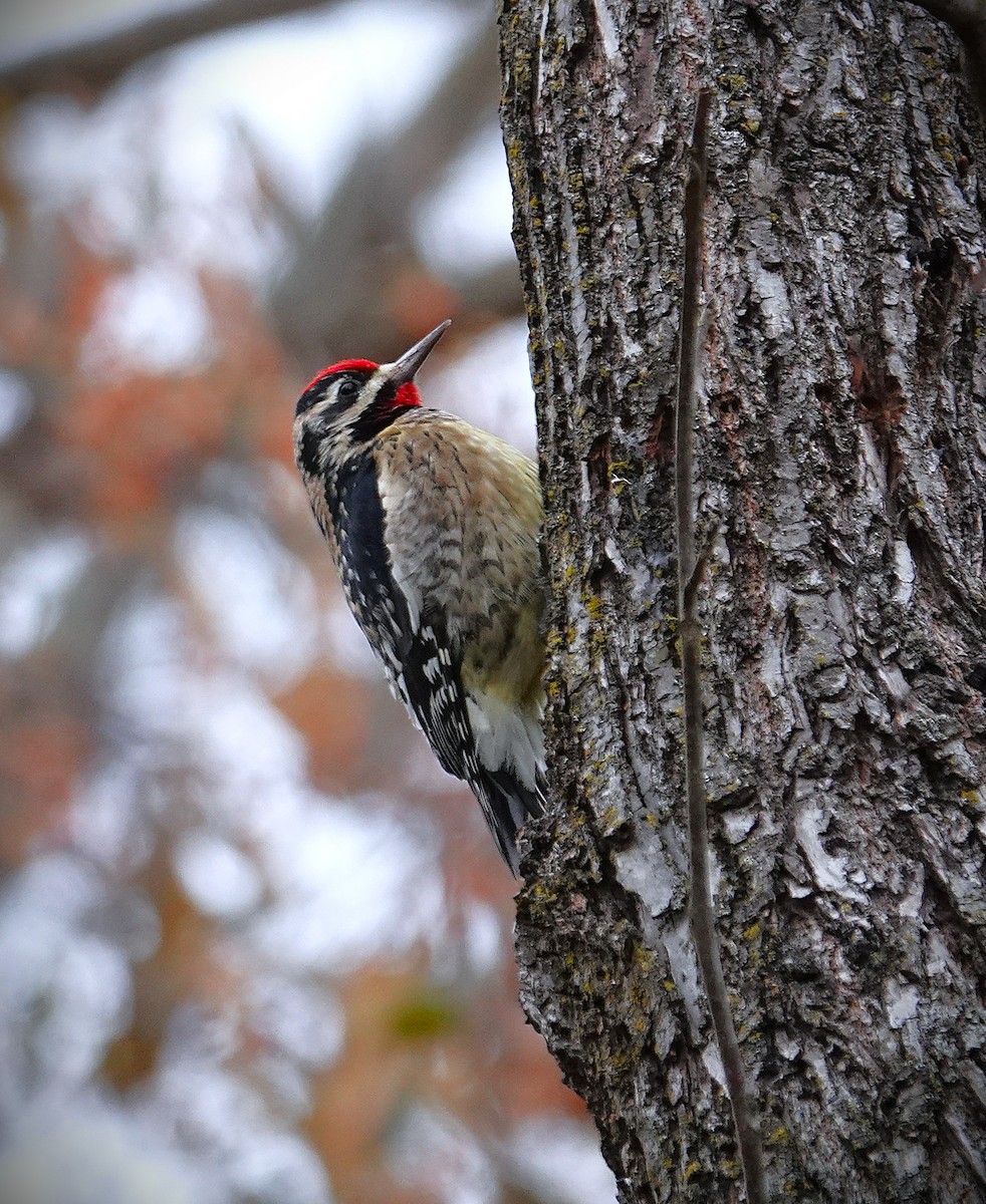 Yellow-bellied Sapsucker - ML646606270