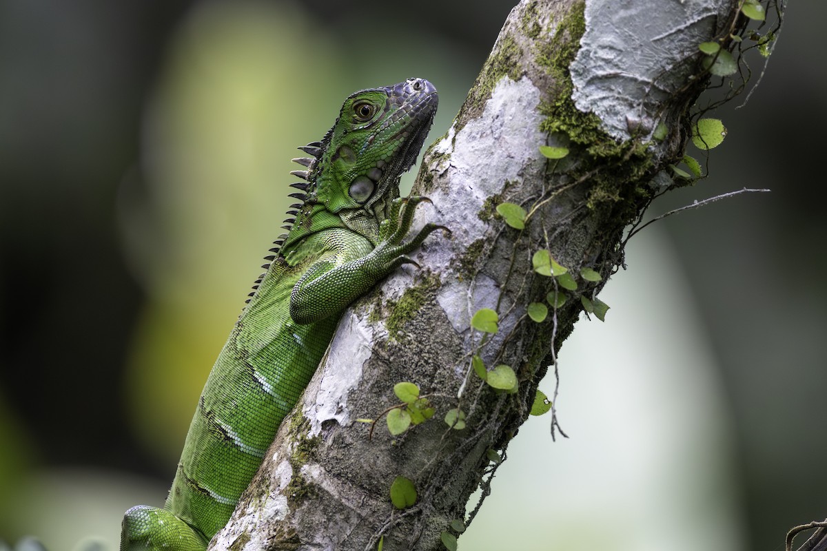 Iguana verde - ML646606271
