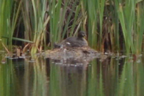 Australasian Grebe - ML646606272