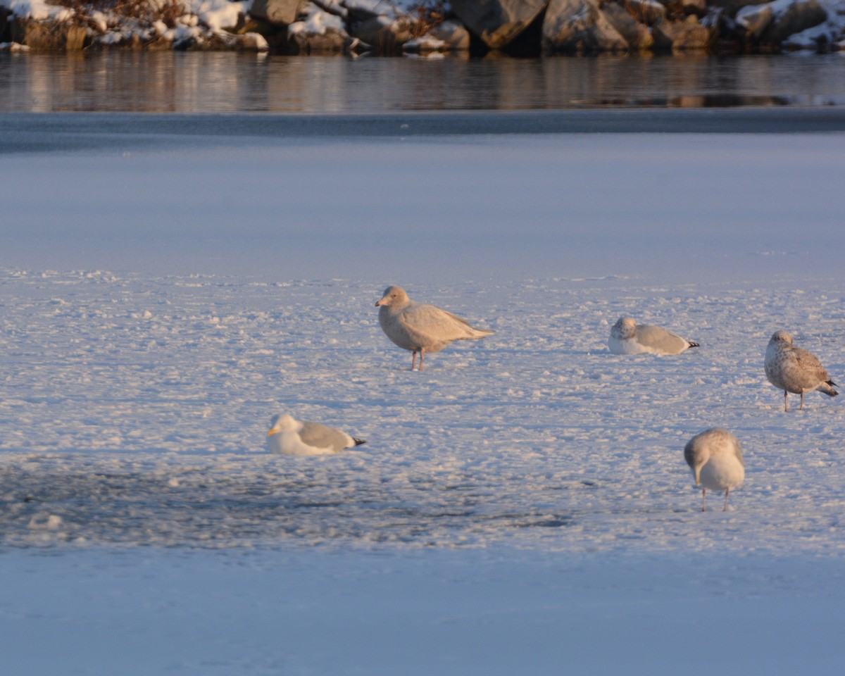 Glaucous Gull - ML646606273