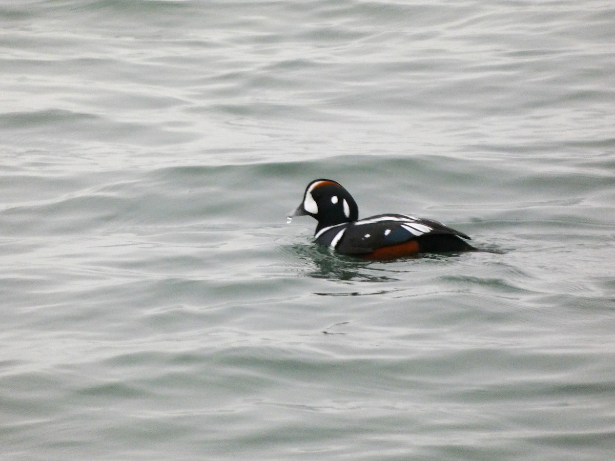 Harlequin Duck - ML646606274