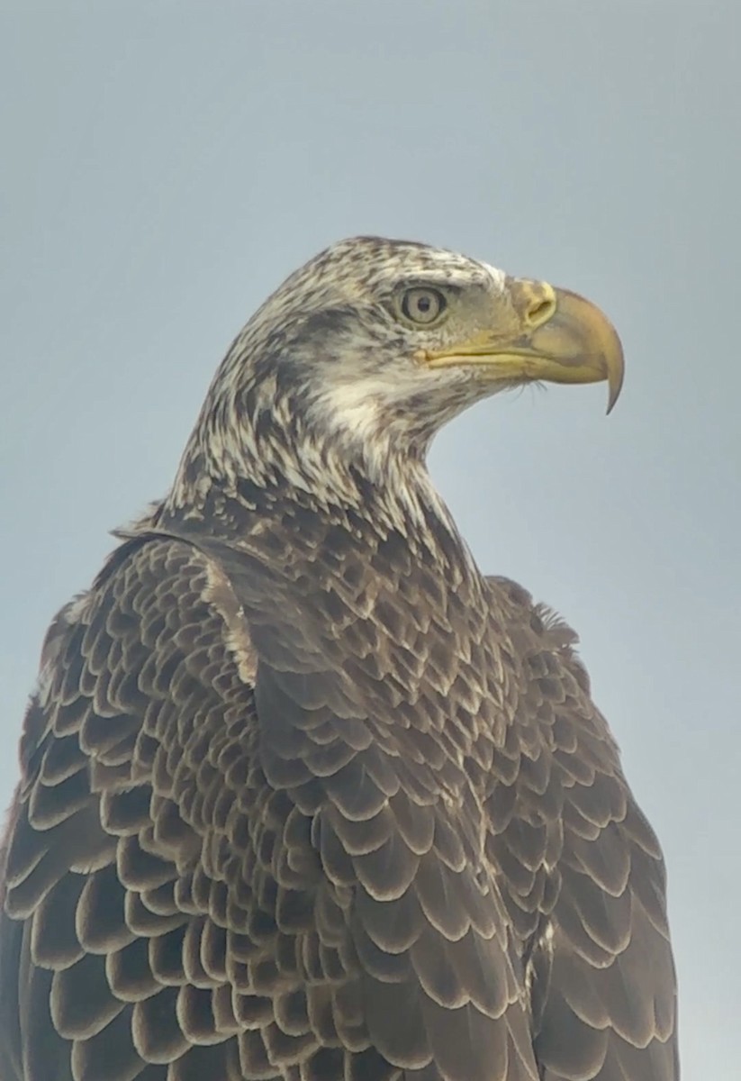 Pigargo Americano - ML646606275