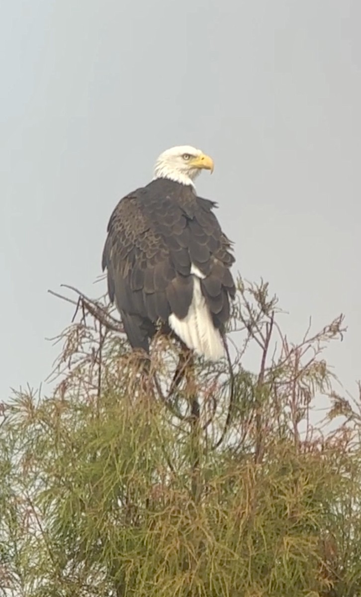 Pigargo Americano - ML646606276