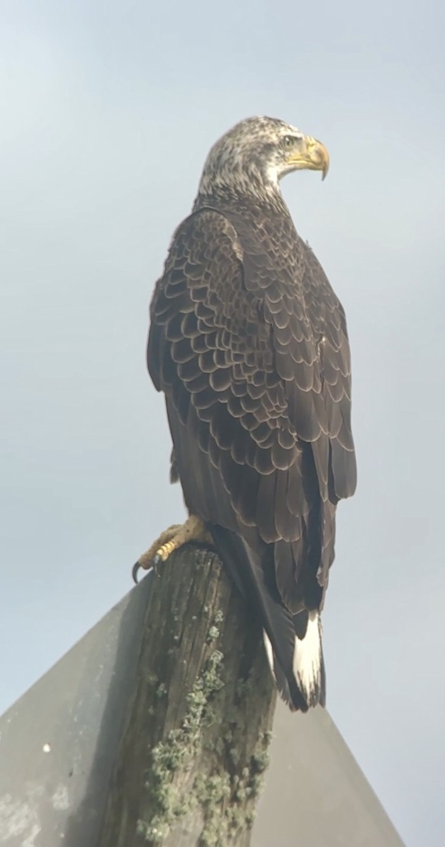 Pigargo Americano - ML646606277