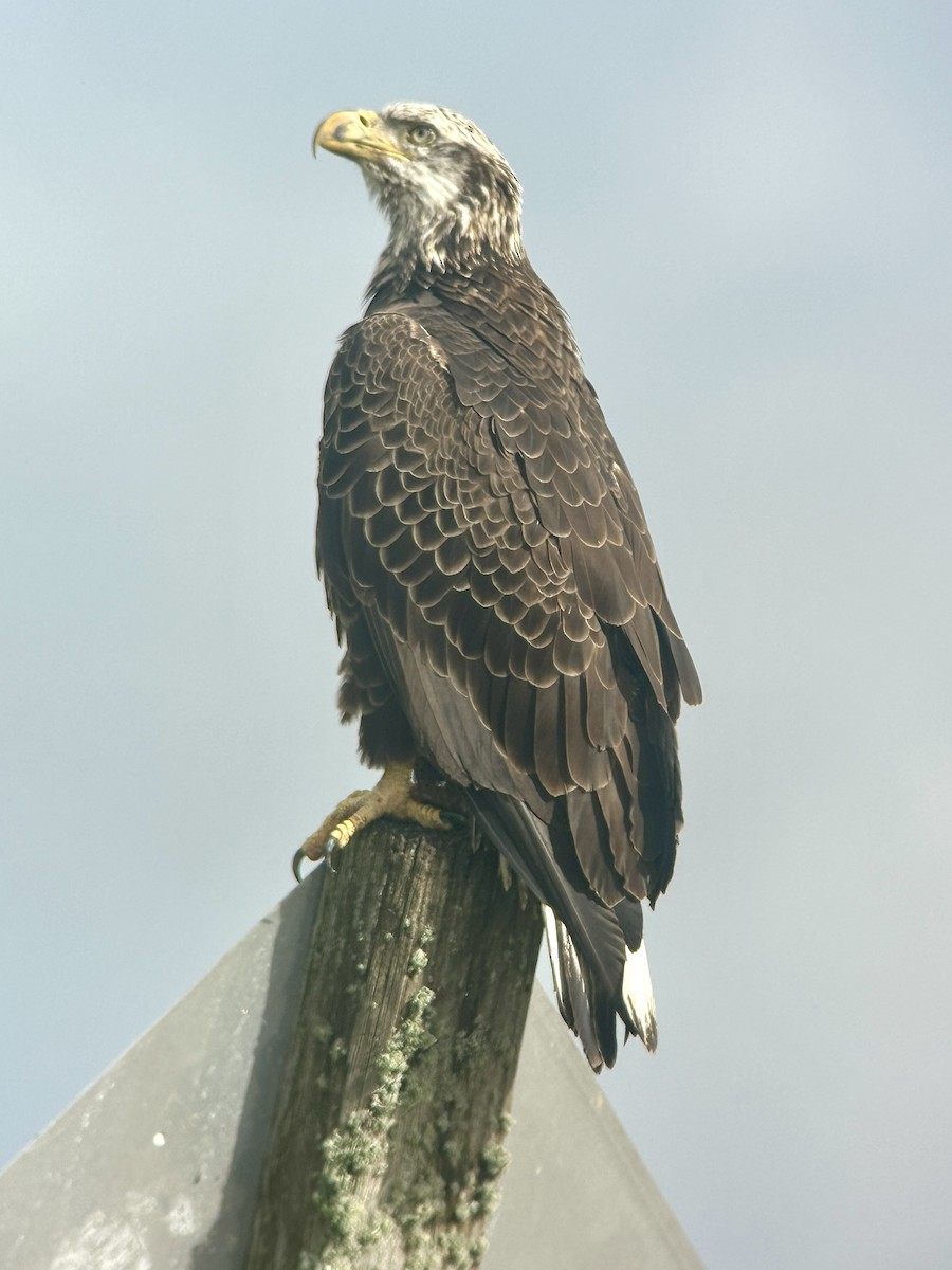 Pigargo Americano - ML646606278