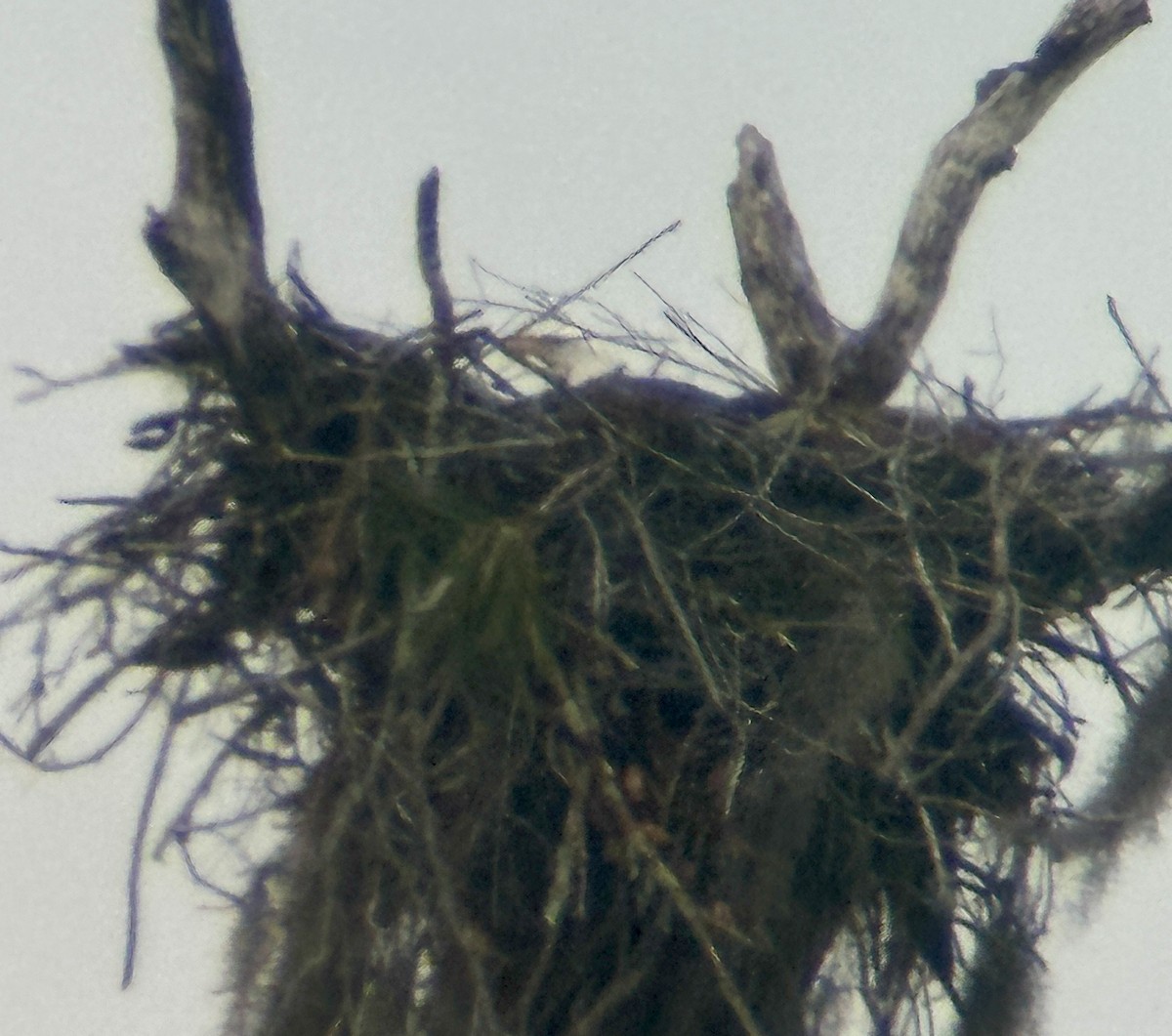 Pigargo Americano - ML646606279