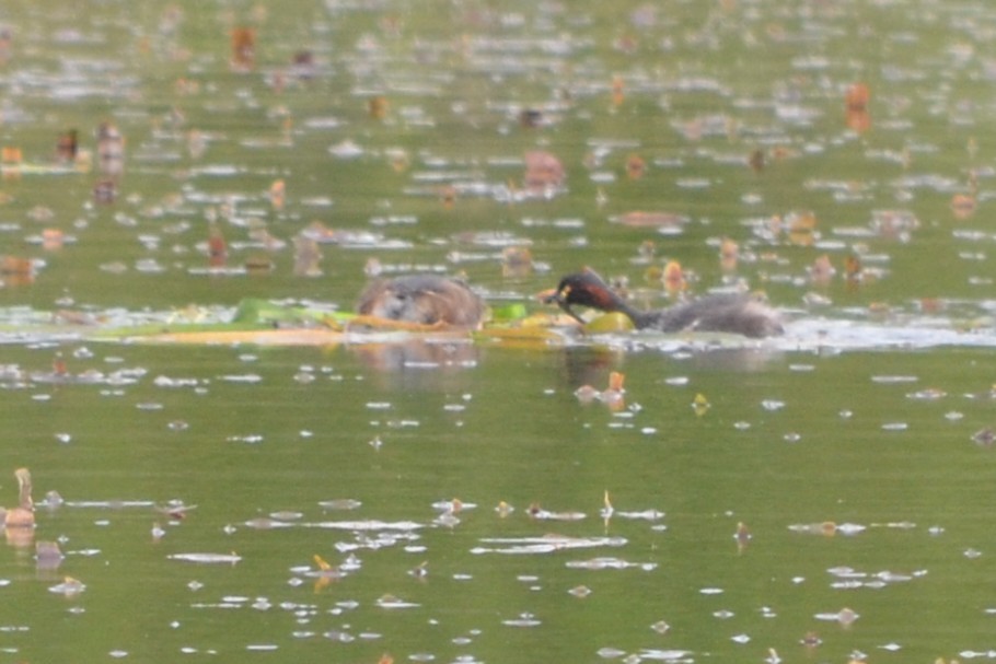 Australasian Grebe - ML646606280