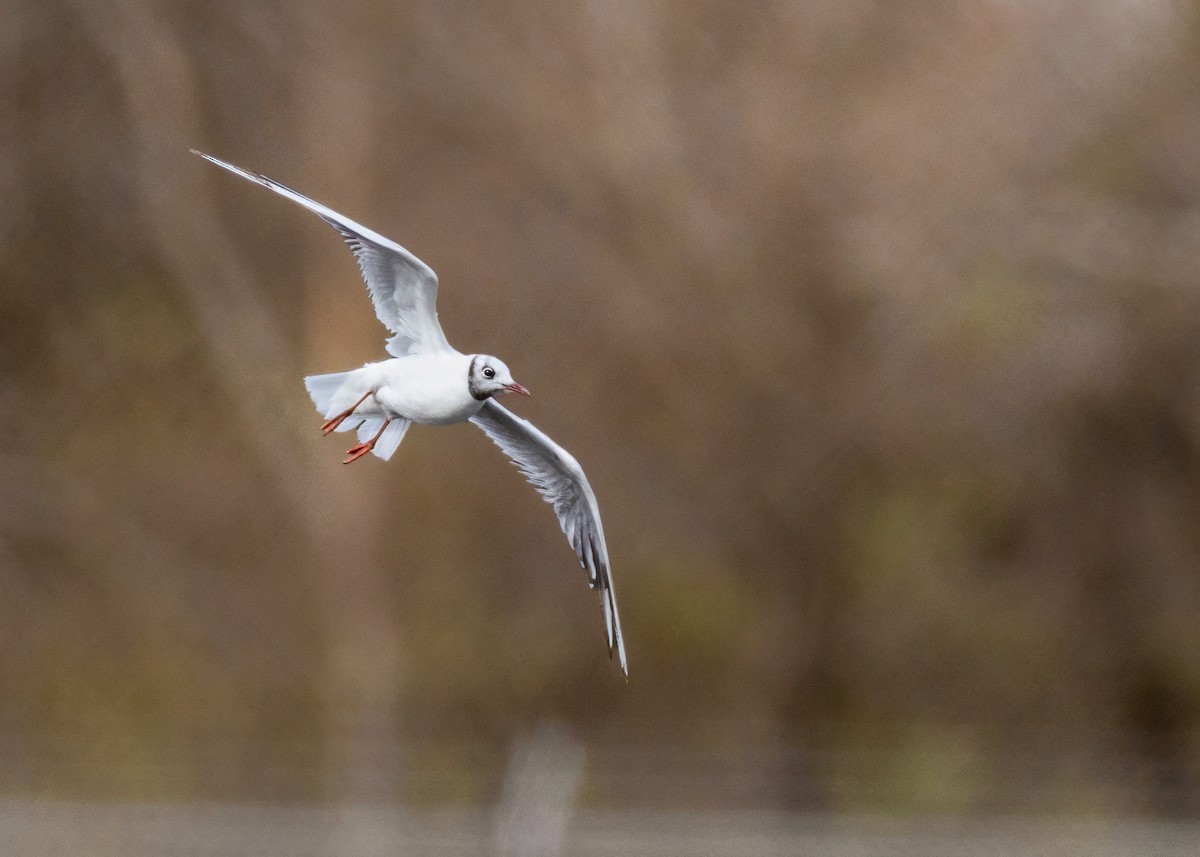 Lachmöwe - ML646606282