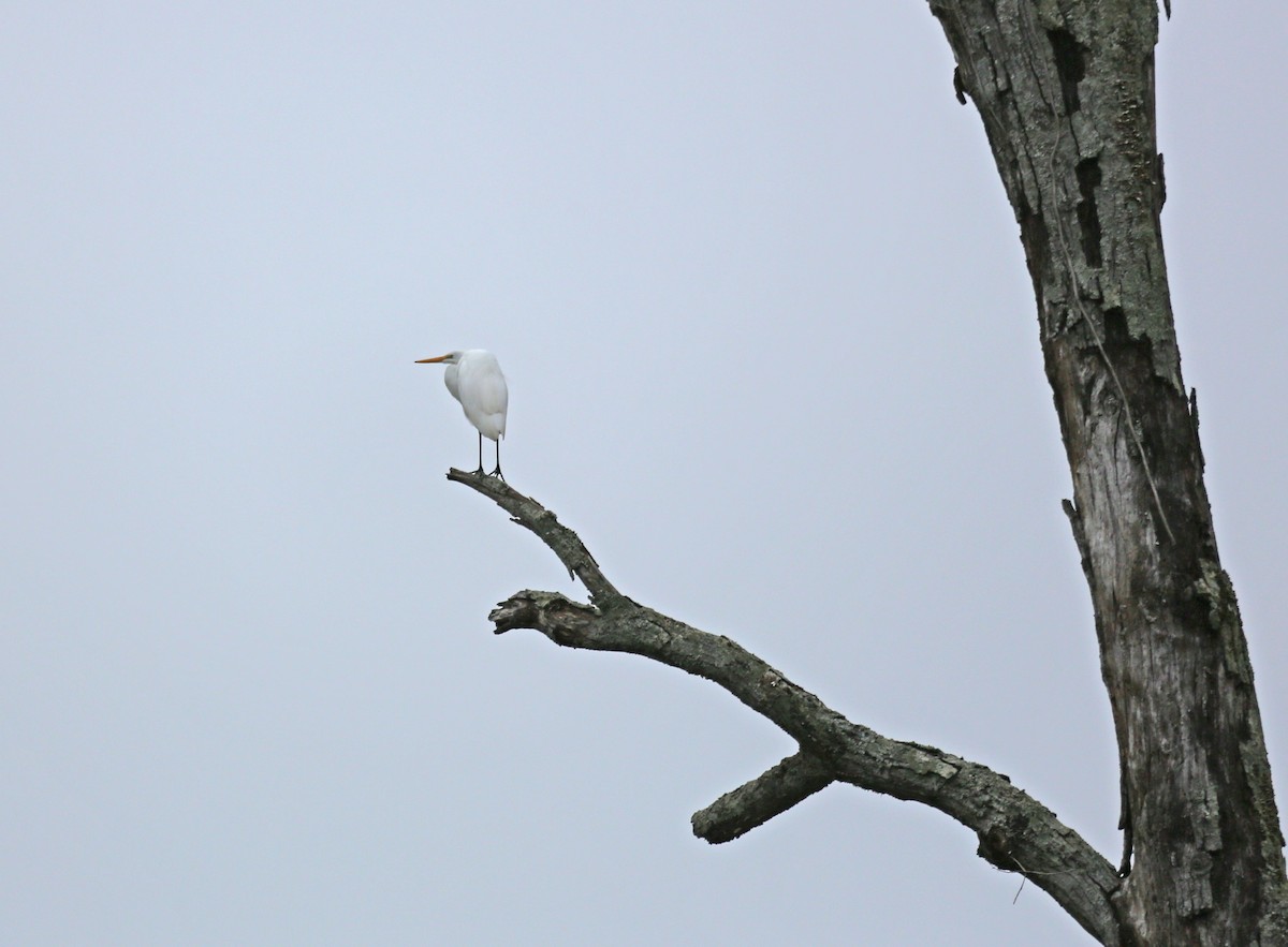 ダイサギ - ML646606283